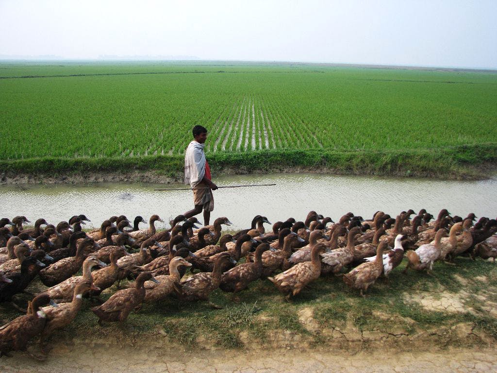 Sustainable solutions and the SDGs