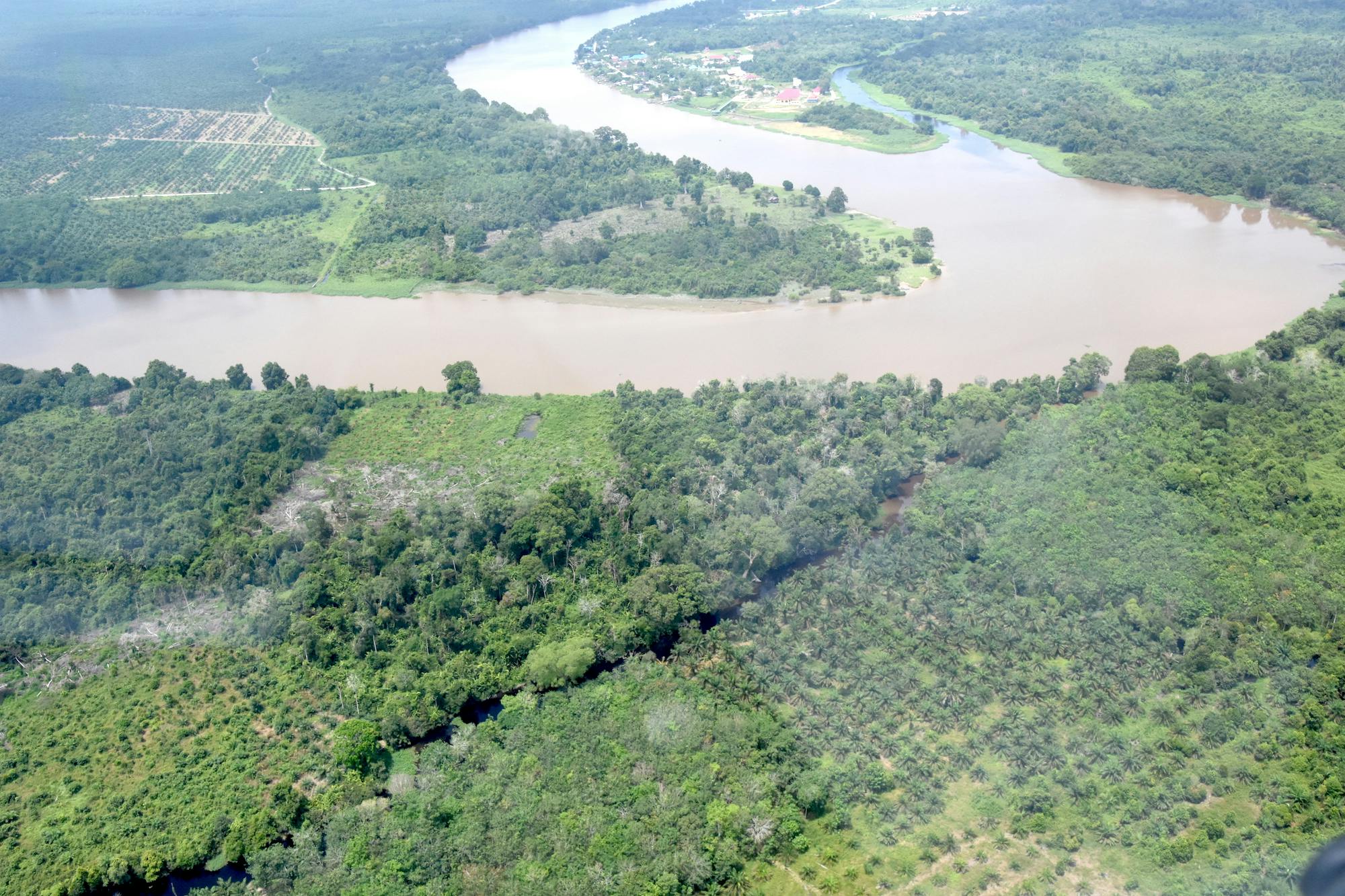 Palm oil conversations